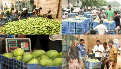 বাগানমালিকদের ‘জিম্মি’ করে শতকোটি টাকার আম হাতিয়ে নিচ্ছেন আড়তদাররা