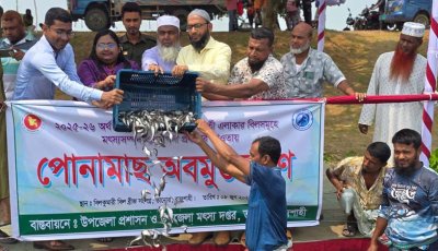 তানোরে বিল কুমারী বিলে মাছের পোনা অবমুক্ত করন