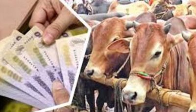 জাল নোট ঠেকাতে কোরবানির পশুর হাটে বসবে বুথ