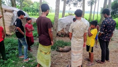 লোকালয়ে ঢুকে নারী-শিশুসহ ১১ জনকে কামড়ে আহত করলো পাগলা শিয়াল