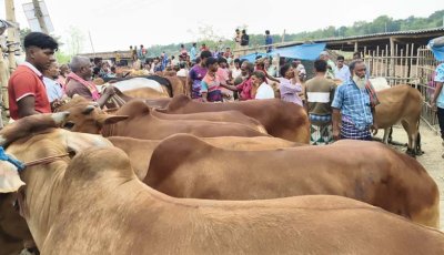 চাঁপাইনবাবগঞ্জে চাহিদার চেয়ে প্রায় ৫৯ হাজার বেশী মজুদ কোরবানির পশু