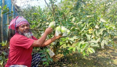 থাই গোল্ডেন-৮ পেয়ারা চাষে স্বাবলম্বী আয়নুল হক
