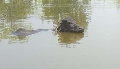 রাজশাহীতে বইছে মাঝারি তাপপ্রবাহ