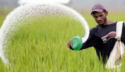 চলছে আমন রোপন, নির্ধারিত দামেও মিলছে না সার