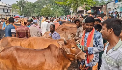 জমে উঠেছে চাঁপাইনবাবগঞ্জে কোরবানির পশুর হাট