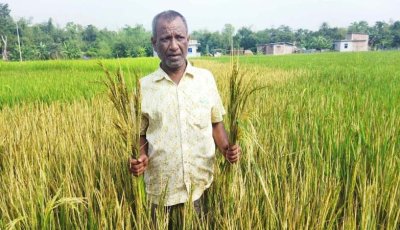 ধামইরহাটে ক্ষতিকারক রাসায়নিক স্প্রে করে ধান নষ্টের অভিযোগ