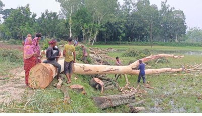 মান্দায় মহিলাদল নেত্রীর ক্ষমতায় কাটা হচ্ছে সরকারি রাস্তার দুই শতাধিক গাছ