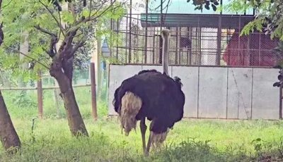১৩৪ কোটি টাকার গবেষণা প্রকল্পে ২২ উটপাখির ১৫টিই জবাই!