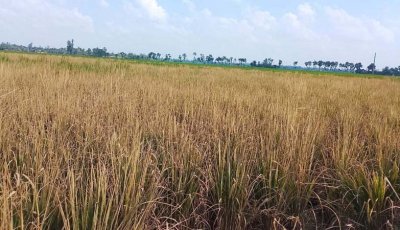 ধামইরহাটে ক্ষতিকারক কীটনাশক স্প্রে করে ধান ক্ষেত নষ্টের অভিযোগ