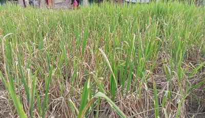 মান্দায় আগাছানাশক দিয়ে ধানগাছ পুড়িয়ে দেয়ার অভিযোগে মামলা