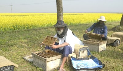 মধু আহরণে ব্যস্ত মৌচাষিরা