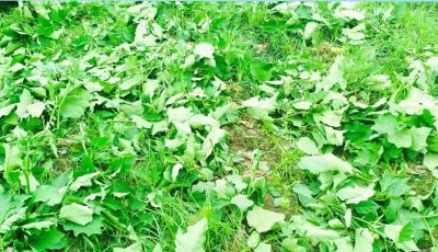 বাঘায় কৃষকের ফসল নষ্ট করলো দুর্বৃত্তরা