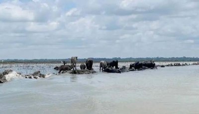 মহিষ চরাতেও দিতে হয় চাঁদা