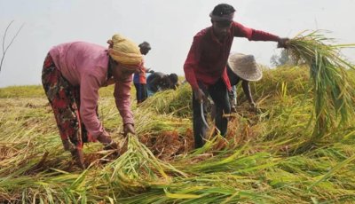 দেশের ১০ লাখ পরিবারের জরুরি কৃষি সহায়তা প্রয়োজন: এফএও