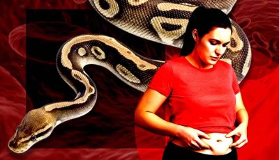 বিশাল শিকার গিলেও হজম করে ফেলে, রাক্ষুসে অজগরের রক্তেই দূর হতে পারে স্থূলত্ব!