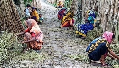 চাঁপাইনবাবগঞ্জে পাটের আঁশ ছাড়িয়ে বাড়তি আয় করছেন নারীরা