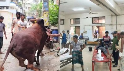 কোরবানির পশুর লাথি-গুঁতায় পঙ্গু হাসপাতালে ৩৩ জন, ১৫ ঘণ্টায় আহত ১৬৮