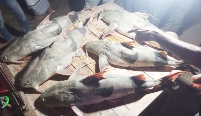বাঘার পদ্মায় ধরা পড়ল ৬ বাগাইড়, ওজন ৬৩ কেজি
