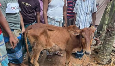 চুরি হওয়া গরু মিললো বিএনপি নেতার গোয়ালঘরে, শোকজ করলো দল