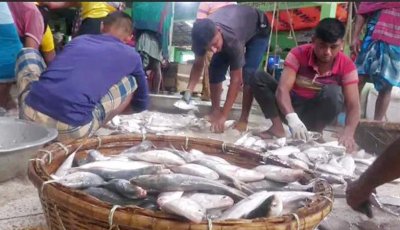 এক সঙ্গে ধরা পড়লো ৪৬ মণ ইলিশ