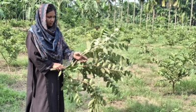 বড়াইগ্রামে পেয়ারা বাগানের গাছ কাটলো দুর্বৃত্তরা