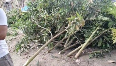 বাগমারায় প্রতিপক্ষের বিরুদ্ধে ৫৭টি আমগাছ কাটার অভিযোগ