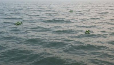 পদ্মা ও মহানন্দা নদীতে ডুবে তিনজন নিখোঁজ