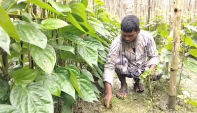 বরেন্দ্রের মাটিতে পান চাষে সফলতা পেয়েছেন রবিউল