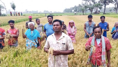 ধাম‌ইরহাটে রাতের আঁধারে কীটনাশক প্রয়োগে বোরো ধান বিনষ্ট