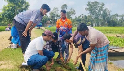 সাপাহারে জবই বিলে তালবীজ রোপণ কর্মসূচি অনুষ্ঠিত
