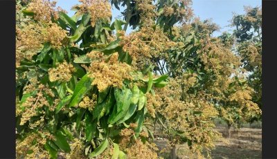 গোমস্তাপুরের আমগাছে মুকুলের সমারোহ, বাতাসে ছড়াচ্ছে ঘ্রান