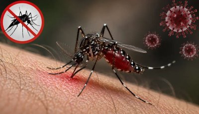 ডেঙ্গুতে আরও ৭ জনের মৃত্যু, আক্রান্ত ১৫৯৩ জন