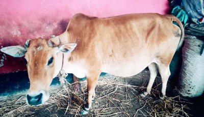 সুদের টাকা দিতে না পারায় বিধবার গরু নিয়ে গেলেন দাদন ব্যবসায়ী