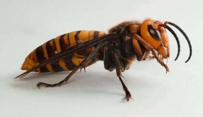 শিবগঞ্জে ভিমরুলের আক্রমণে পুকুরে ঝাঁপ দিয়েও প্রাণ গেল বৃদ্ধের, আহত ১০