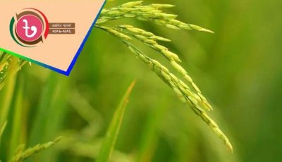 কৃষি খাতে বরাদ্দ ৪৩ হাজার ৩৩৫ কোটি টাকা