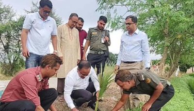 চাঁপাইনবাবগঞ্জের রামদাস বিলে সড়কের দুপাশে লাগানো হচ্ছে দেড় হাজার তালগাছ