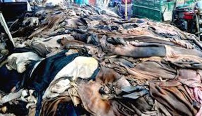 আড়ানী গোচর গ্রামে প্রতি পিস খাসির চামড়া ৪০, ছাগির ১০ টাকা!