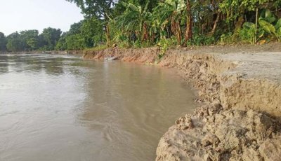 পদ্মার ভাঙনে বিলীন ঘরবাড়ি-ফসলি জমি, আতঙ্কে নদীপাড়ের মানুষ