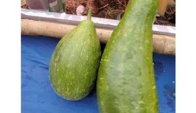 এক জোড়া লাউ ১৮ হাজার টাকায় বিক্রি!