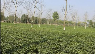 ২ মাস বন্ধ থাকবে উত্তরাঞ্চলের চা-কারখানা