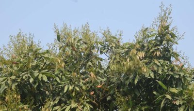 গাছে গাছে লিচুর মুকুল, ভালো ফলনের আশা