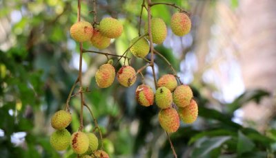 তাপদাহে ঝড়ছে আম, ফাটছে লিচু