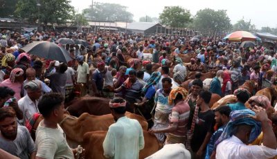 রাজশাহী বিভাগে কোরবানি পশুর বাজার ২০ হাজার কোটি টাকা