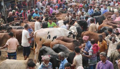 পশুর হাটে ক্রেতার চেয়ে দর্শনার্থী বেশি