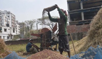 রাজশাহীতে গেল দুবছরে কমেছে সরিষার আবাদ