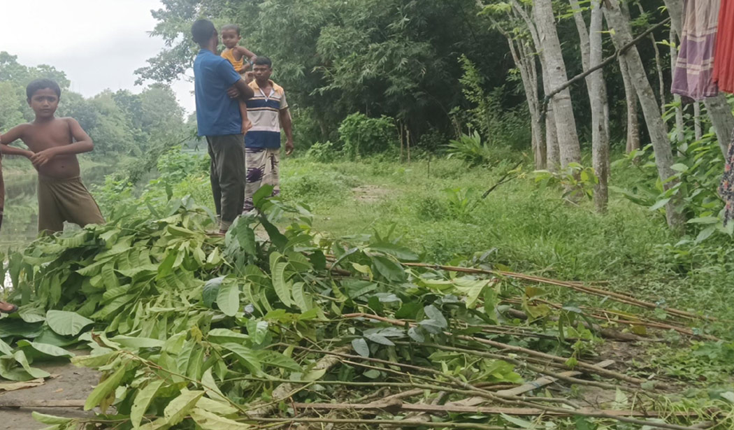 মান্দায় ৩ শতাধিক গাছ কেটে ফেলার অভিযোগ