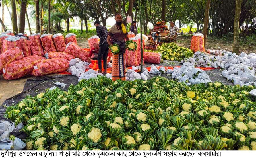দুর্গাপুরে আগাম ফুলকপি চাষে কৃষকের মুখে হাসি