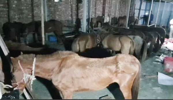 প্রতি রাতে রাজধানীসহ বিভিন্ন স্থানে সরবরাহ করা হতো ৩০-৪০টি ঘোড়ার মাংস